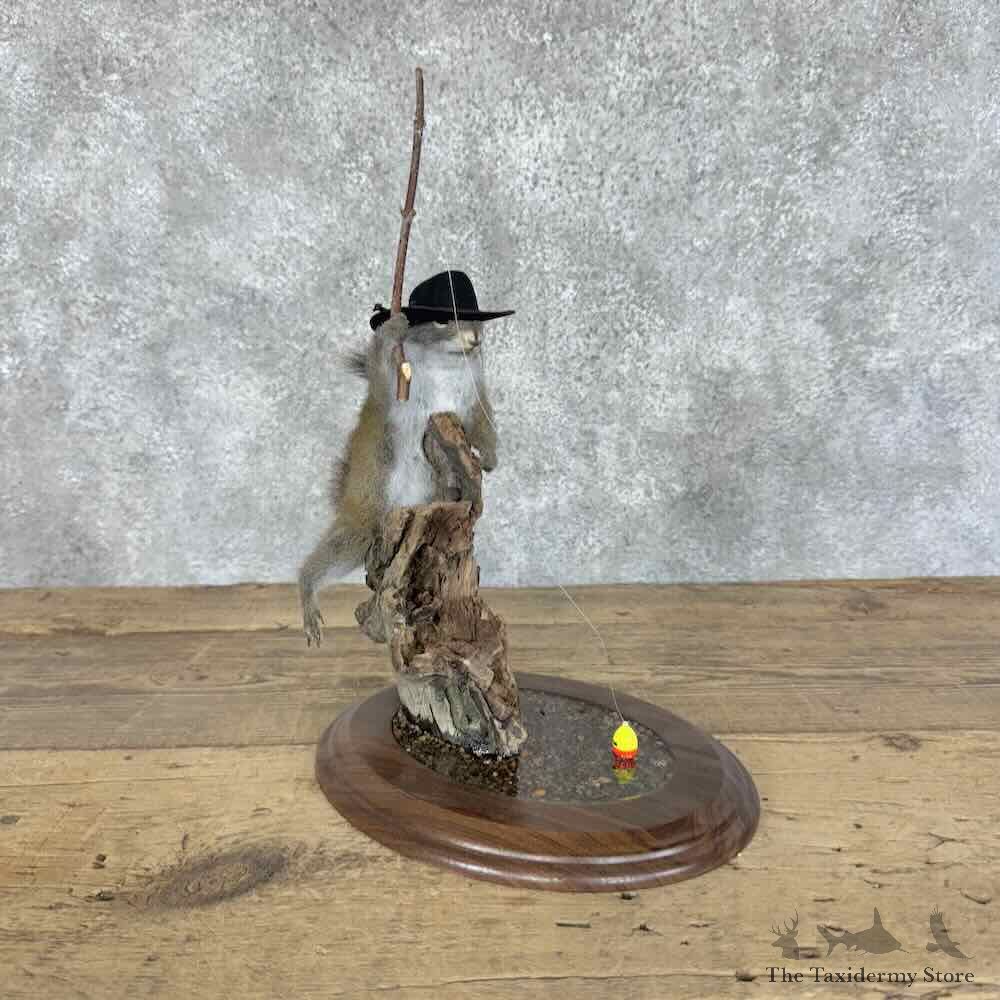 Novelty Red Squirrel Mount For Sale #31133 @ The Taxidermy Store