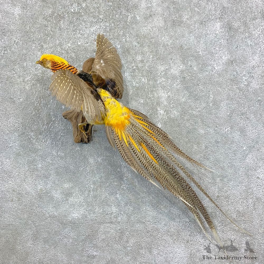 Golden Pheasant Mount For Sale #23370 @ The Taxidermy Store