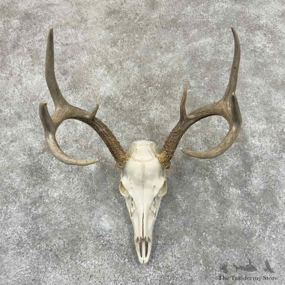 Whitetail Deer Skull European Mount For Sale #30910 @ The Taxidermy Store