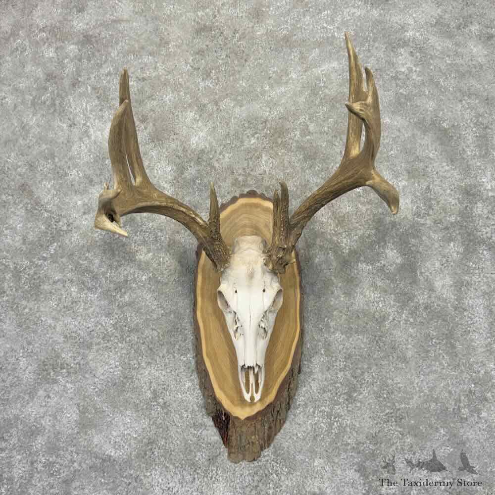 Whitetail Deer Skull European Mount For Sale #32166 @ The Taxidermy Store
