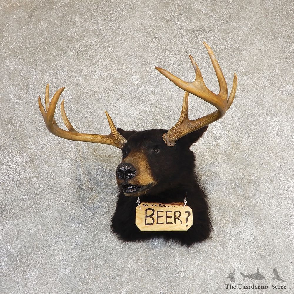 Beer Shoulder Mount For Sale #21189 @ The Taxidermy Store