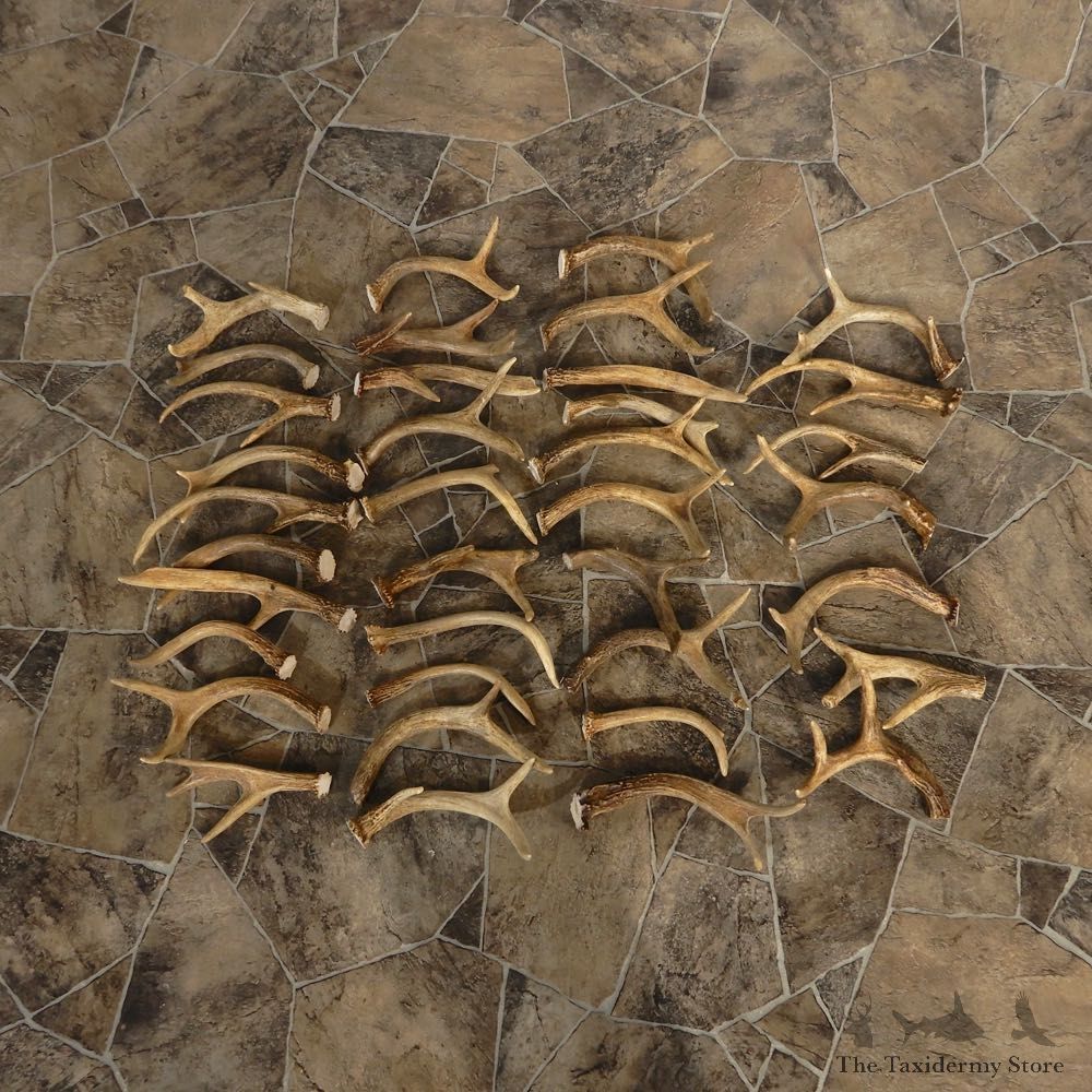 Whitetail Deer Antler Craft Pack For Sale #21341 @ The Taxidermy Store
