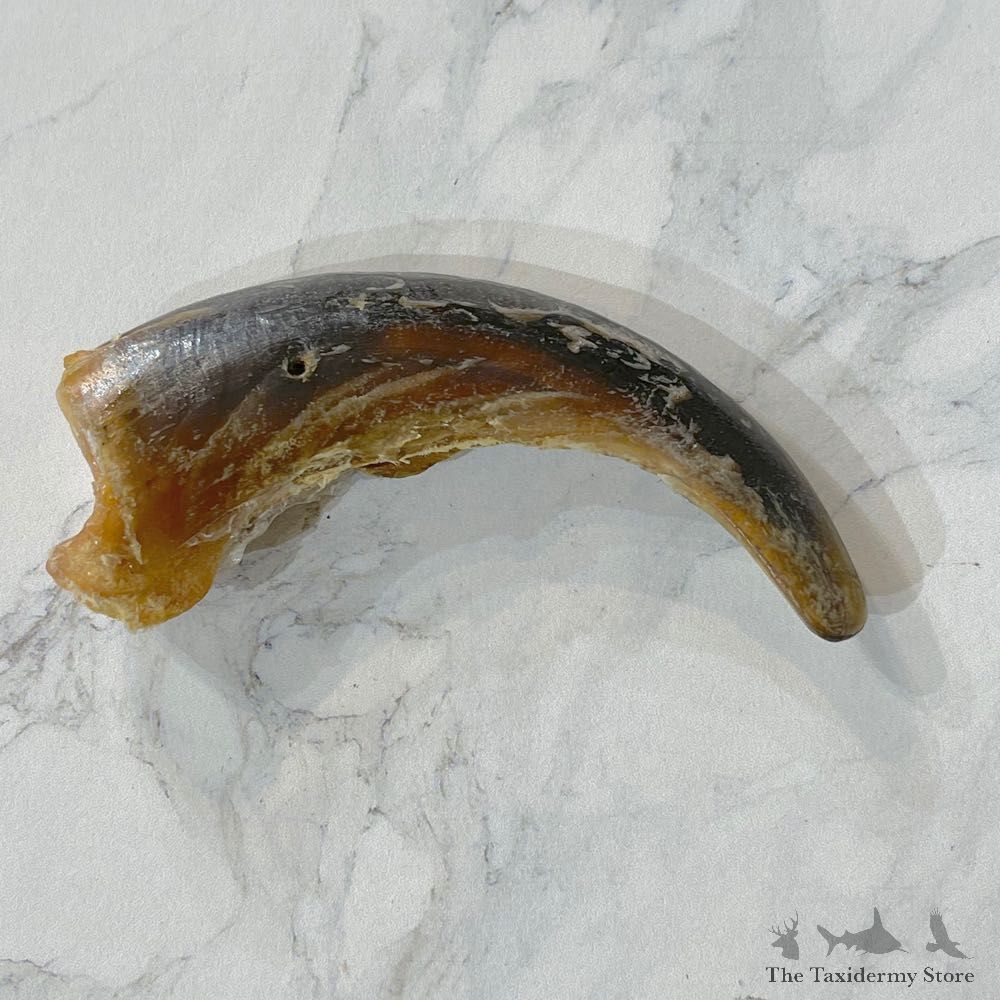 Grizzly Bear Claw For Sale #24882 - The Taxidermy Store