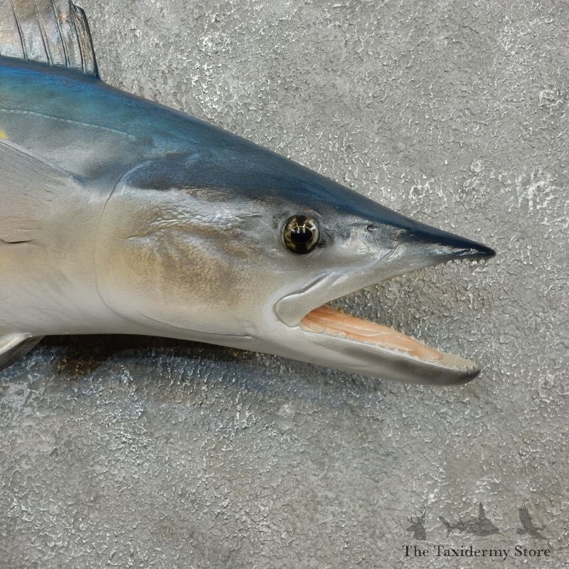 Replica Spanish Mackerel Taxidermy Fish Mount #17794 For Sale @ The Taxidermy Store
