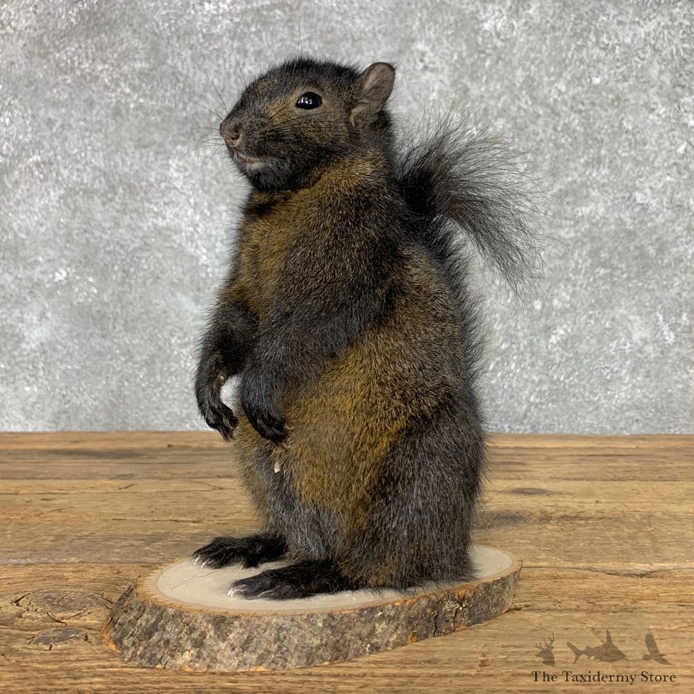 Black Squirrel Life-Size Mount For Sale #23454 @ The Taxidermy Store