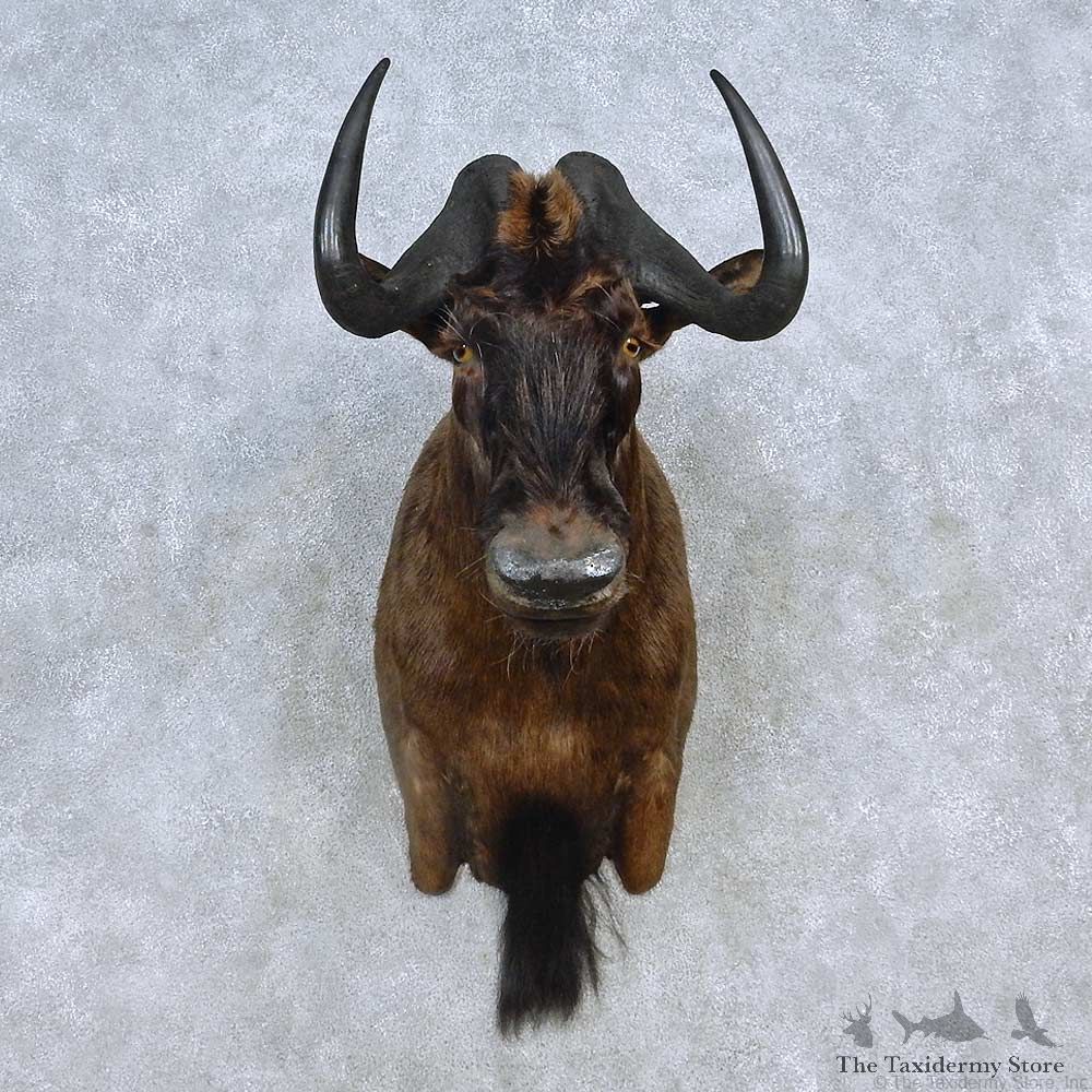 African Black Wildebeest Shoulder Mount For Sale #15138 @ The Taxidermy Store