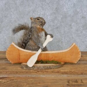 Novelty Canoe Squirrel Mount For Sale #14921 @ The Taxidermy Store