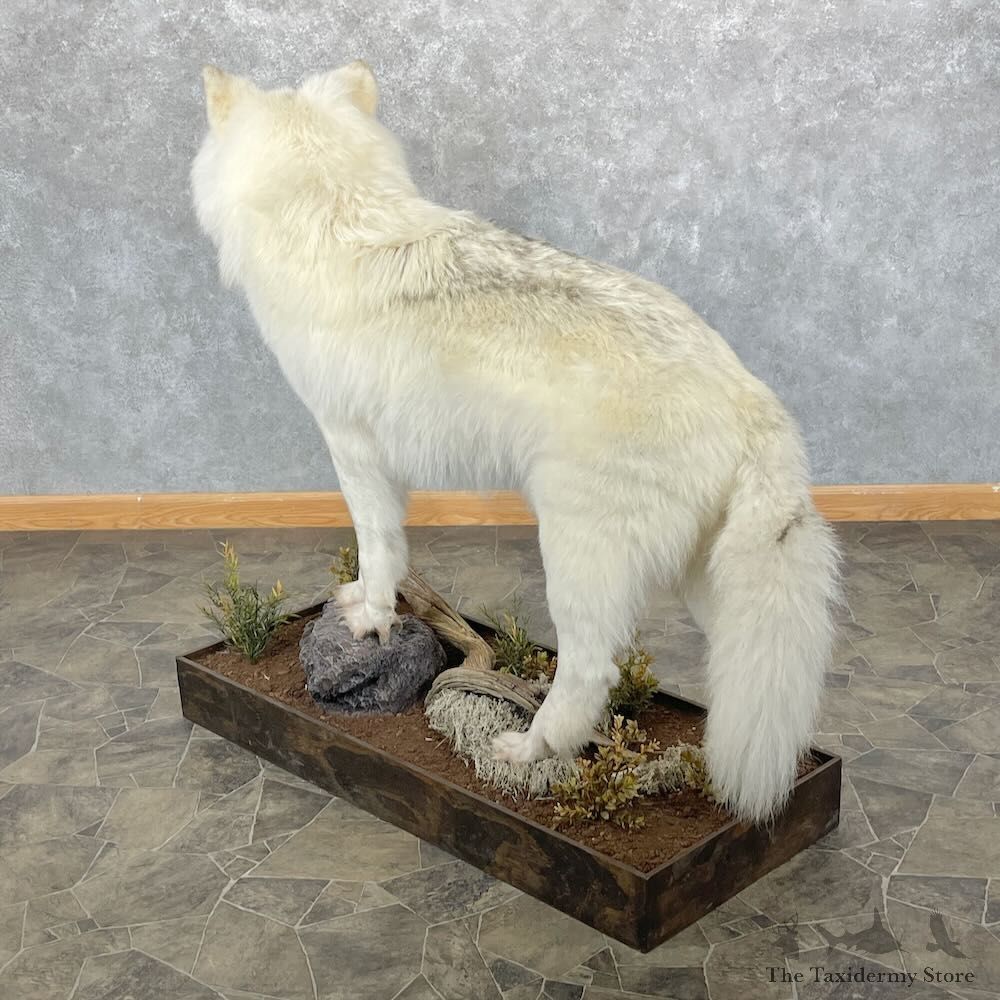 White Alaskan Wolf Mount For Sale #28091 @ The Taxidermy Store