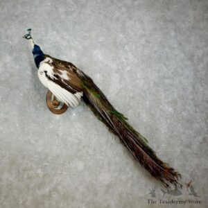Indian Peacock Bird Mount For Sale #17582 @ The Taxidermy Store