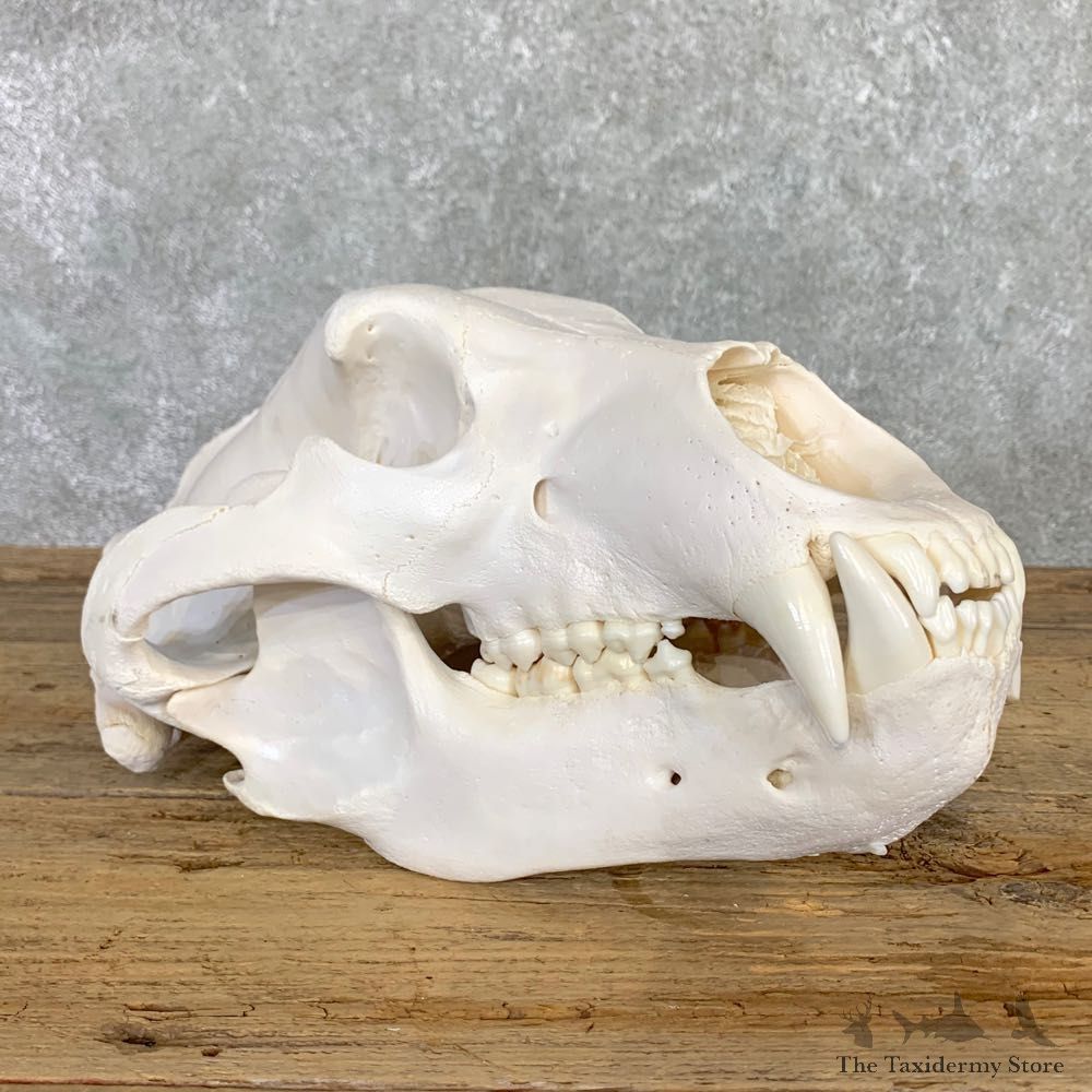 Alaskan Brown Bear Full Skull Mount For Sale #22551 @ The Taxidermy Store