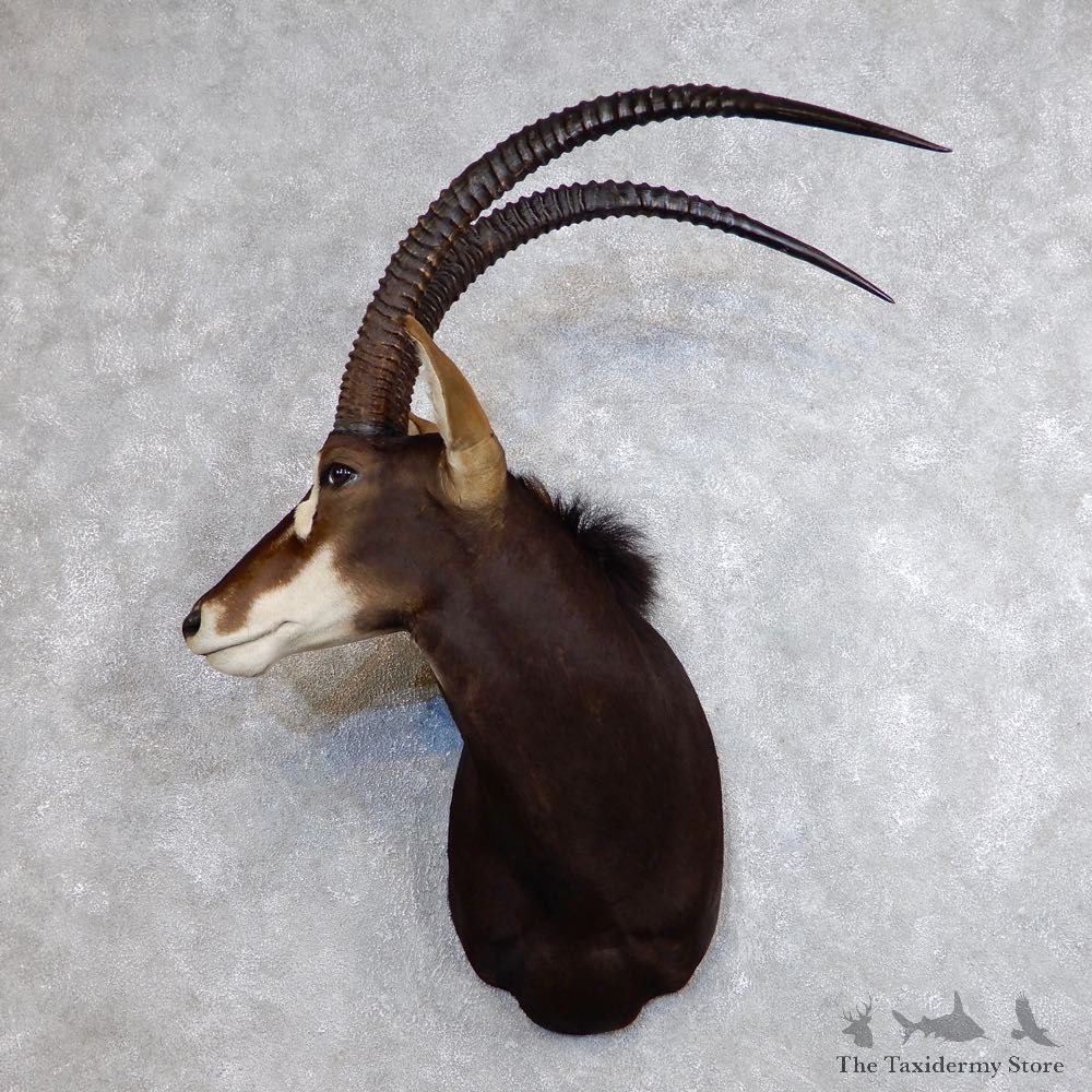 African Sable Shoulder Mount For Sale #18734 For Sale @ The Taxidermy Store