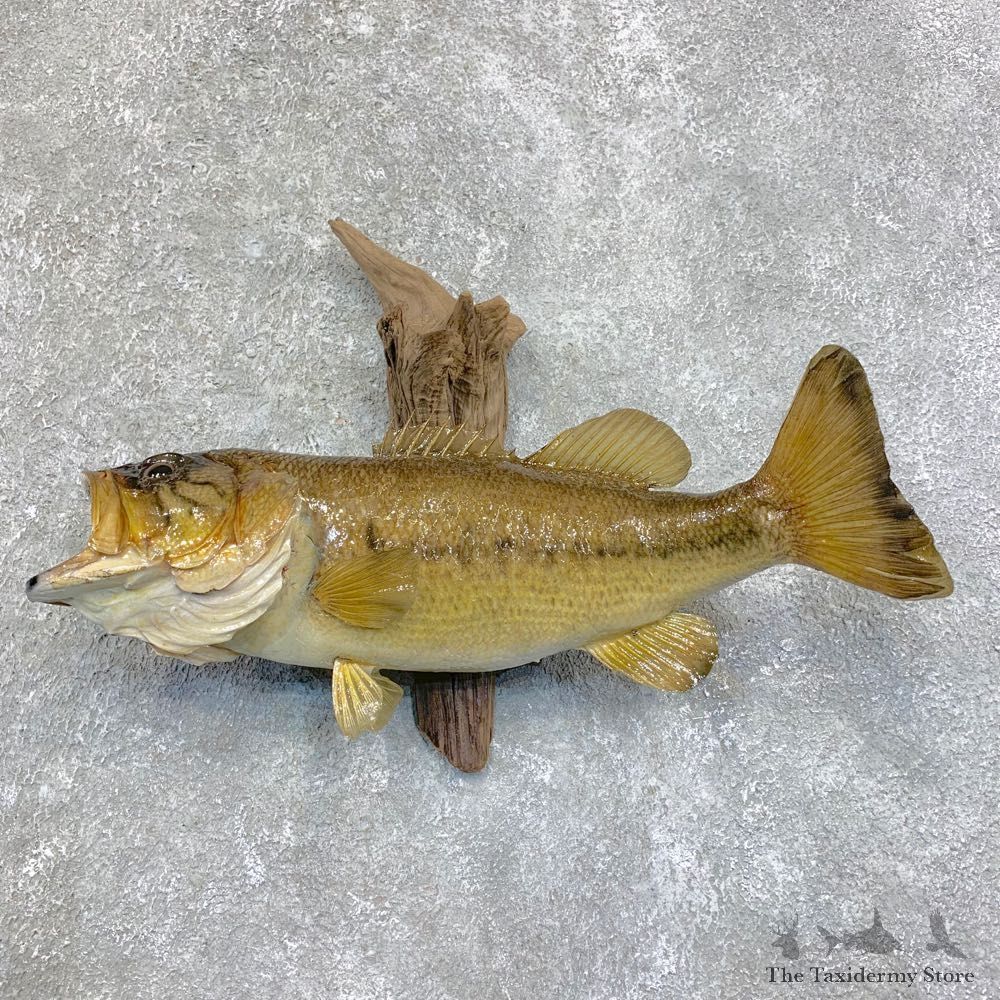 Largemouth Bass Fish Mount For Sale #21812 @ The Taxidermy Store