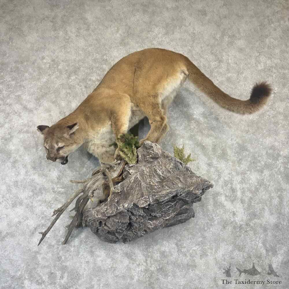 Mountain Lion Life Size Mount For Sale #32246 @ The Taxidermy Store