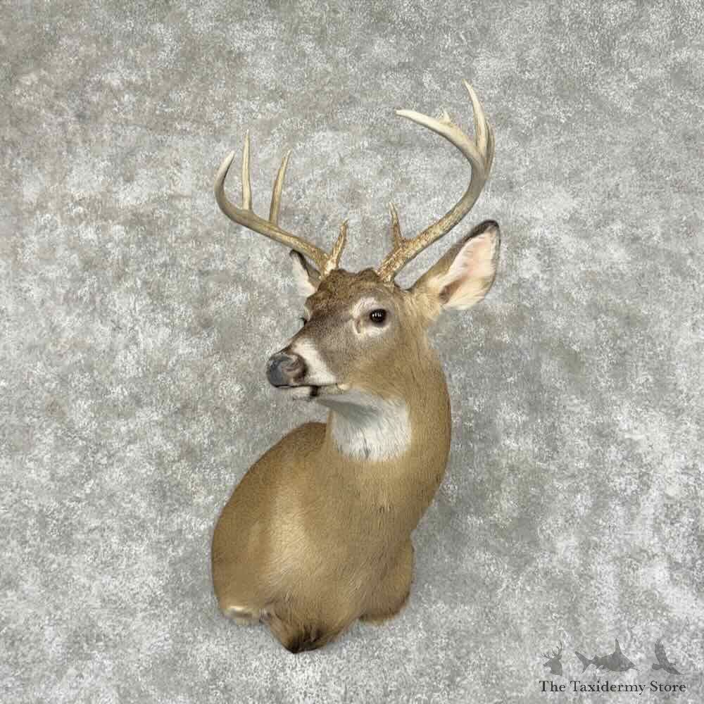Whitetail Deer Shoulder Mount For Sale #32088 @ The Taxidermy Store