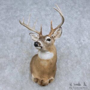 Whitetail Deer Shoulder Mount For Sale #14845 @ The Taxidermy Store