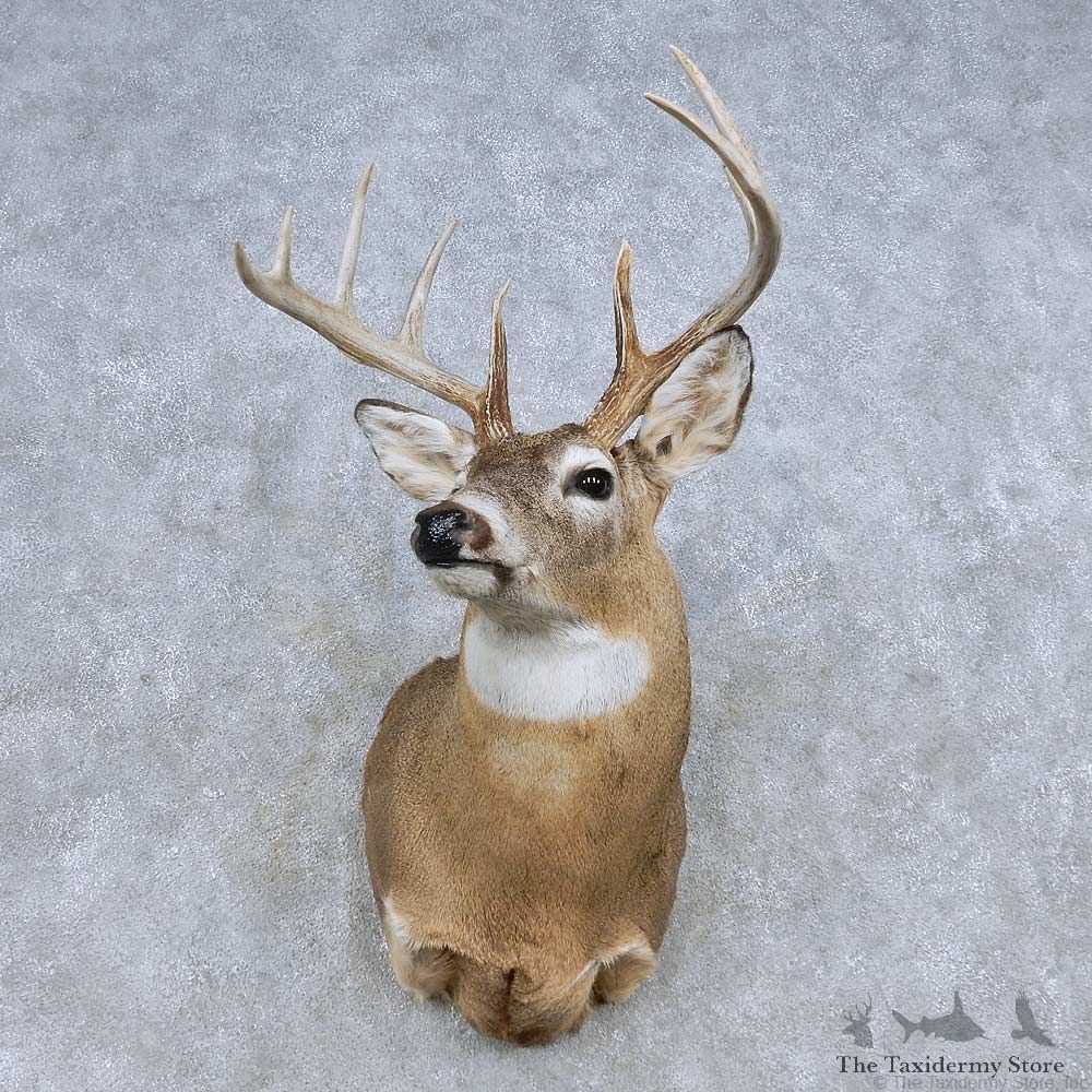 Whitetail Deer Shoulder Mount For Sale #14845 @ The Taxidermy Store