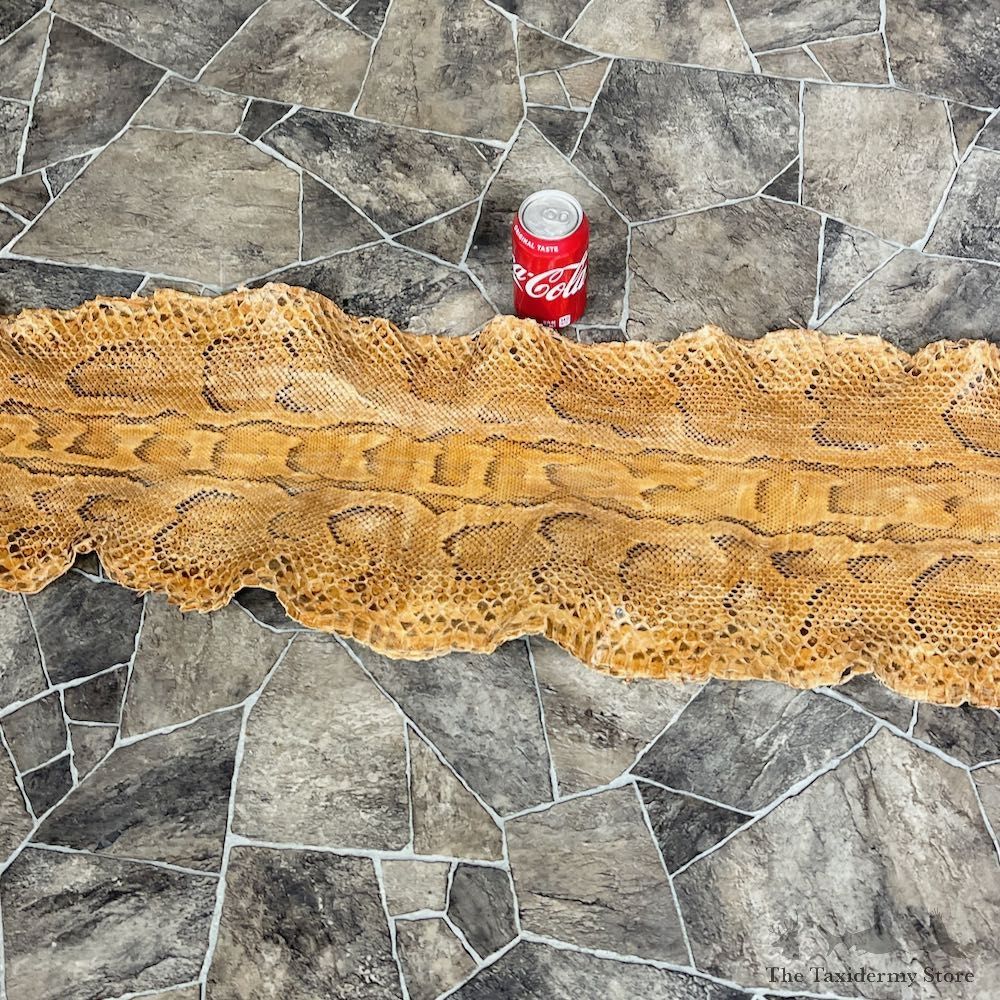 Rock Python Snake Mount For Sale #26283 @ The Taxidermy Store