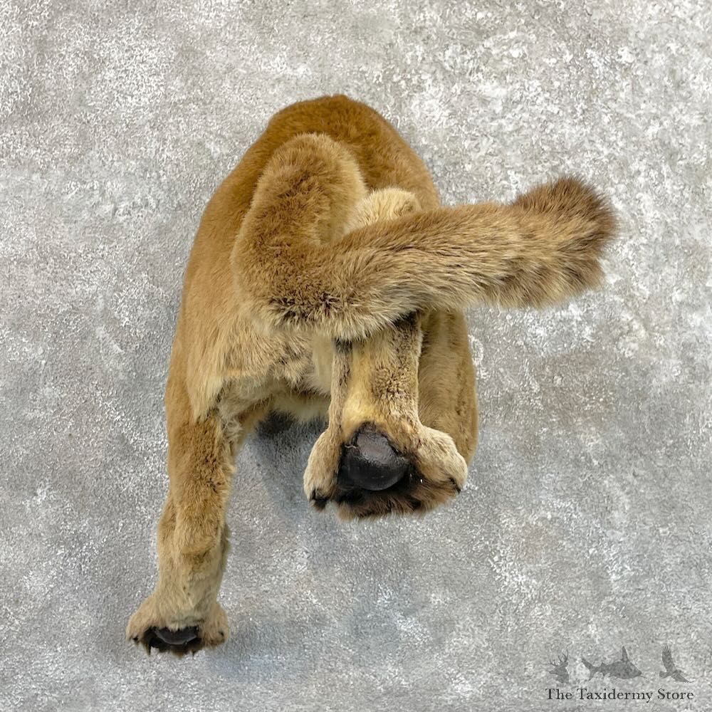 Mountain Lion Novelty Butt Mount For Sale #27646 @ The Taxidermy Store