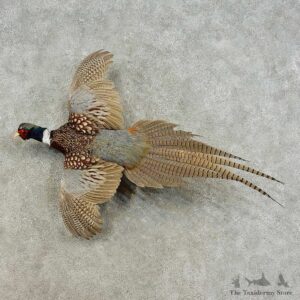 Ringneck Pheasant Bird Mount For Sale #16212 @ The Taxidermy Store