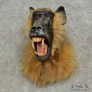 Reproduction Chacma Baboon Shoulder Mount For Sale #16608 @ The Taxidermy Store