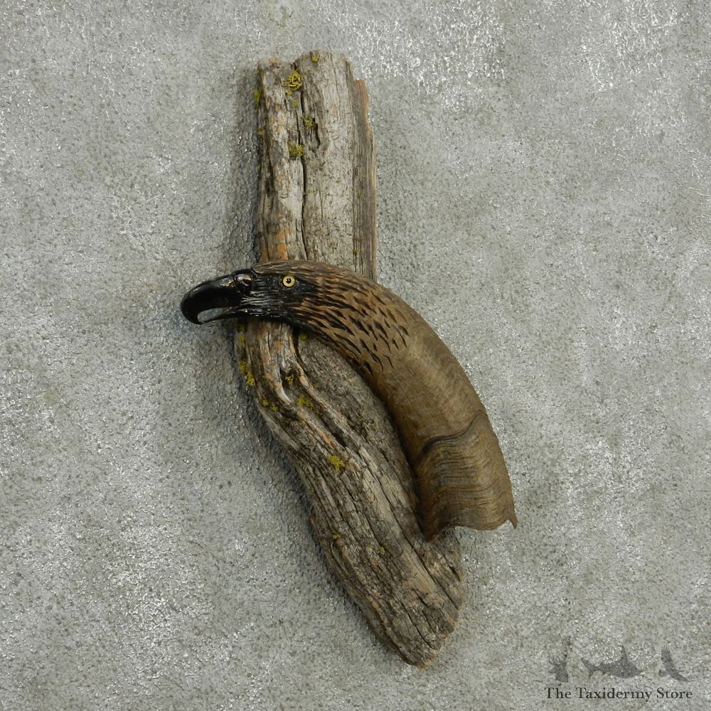 Eagle Carving Sheep Horn Taxidermy Mount #13001 For Sale @ The Taxidermy Store