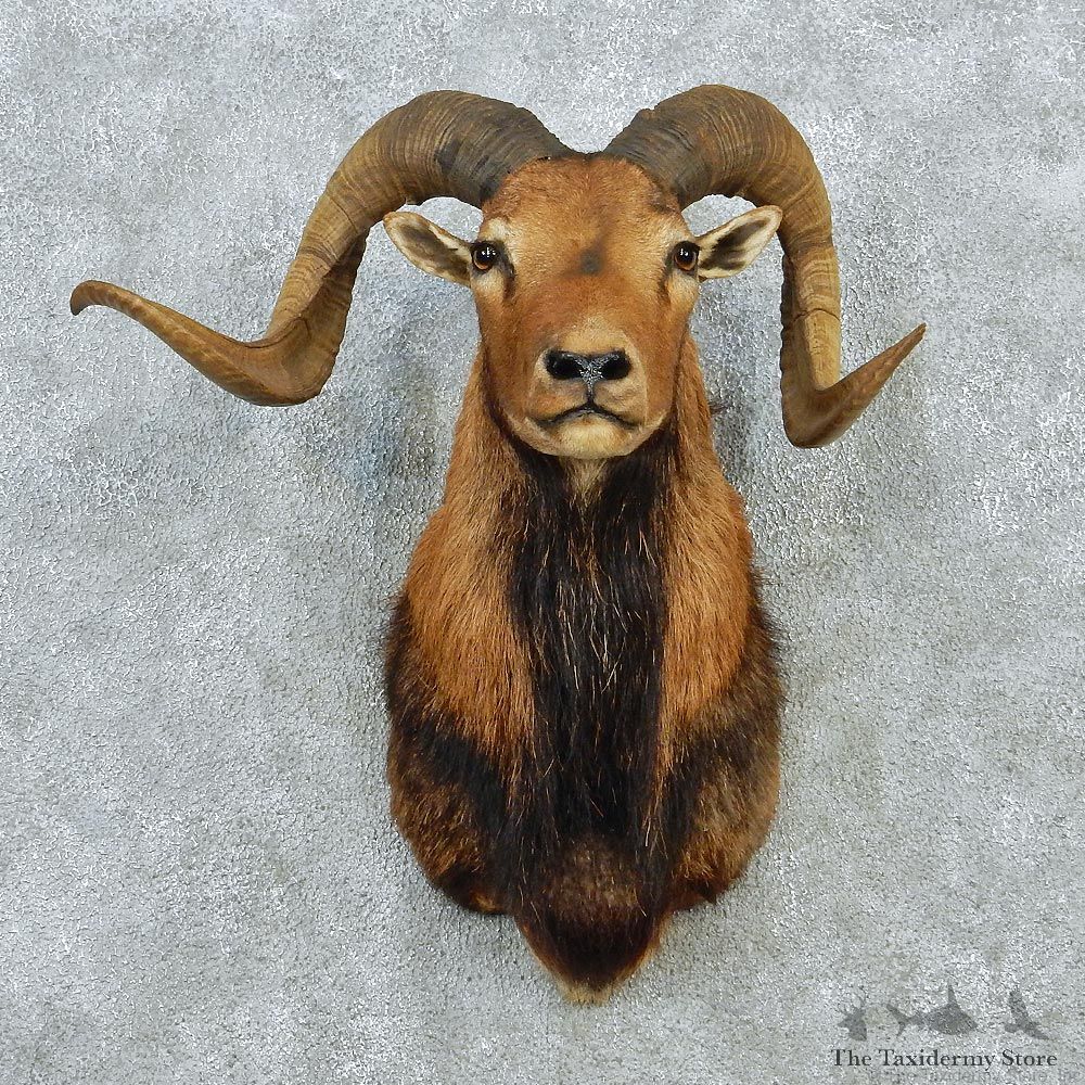 Corsican Ram Taxidermy Mount #12882 For Sale @ The Taxidermy Store