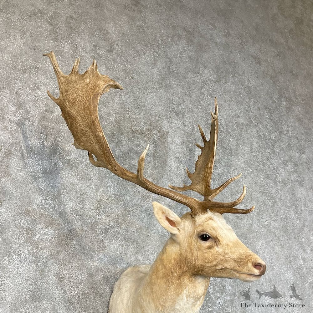 Chocolate Fallow Deer Shoulder Mount For Sale #25719 @ The Taxidermy Store