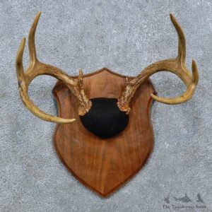 Whitetail Deer Antler Plaque Mount For Sale #15390 @ The Taxidermy Store