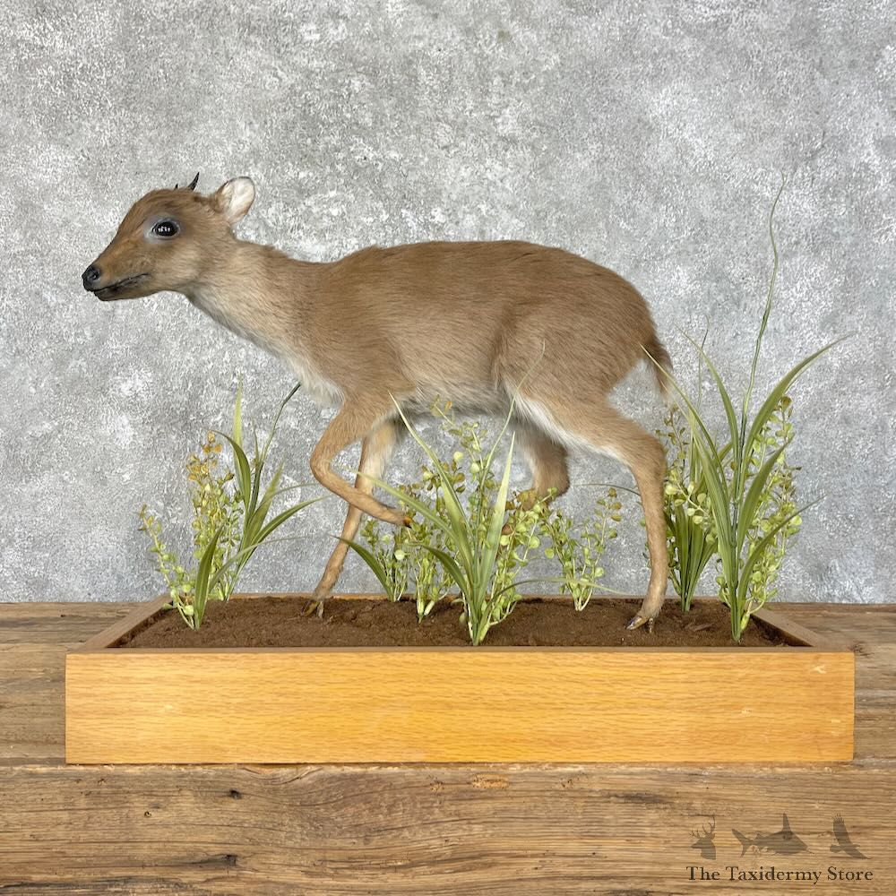 Blue Duiker Life-Size Mount For Sale #28884 @ The Taxidermy Store