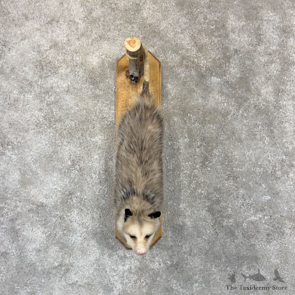 Wall Hanging Opossum Mount For Sale #29937 @ The Taxidermy Store