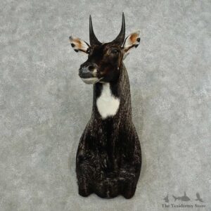 Nilgai Antelope Taxidermy Shoulder Mount For Sale #16755 @ The Taxidermy Store