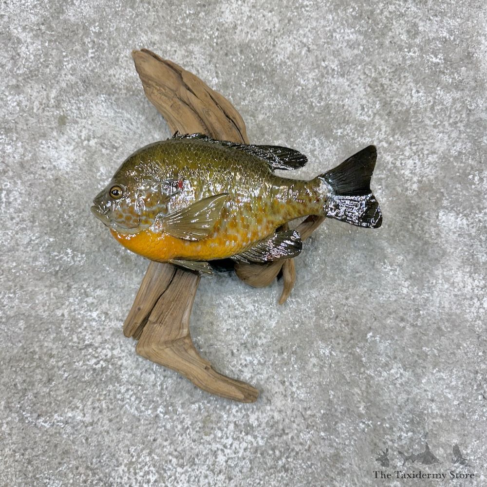 Bluegill Fish Mount For Sale #29816 @ The Taxidermy Store