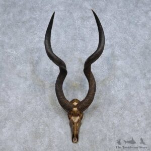 African Kudu Skull Horns Mount For Sale #13989 @ The Taxidermy Store