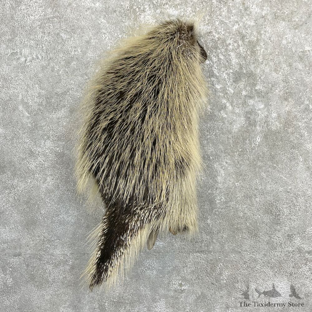 Porcupine Life-Size Taxidermy Mount For Sale #27285 - The Taxidermy Store