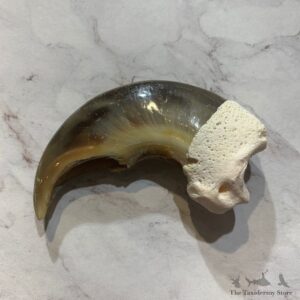 Polar Bear Claw Taxidermy For Sale #20654 @ The Taxidermy Store