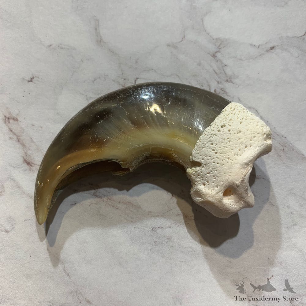 Polar Bear Claw Taxidermy For Sale #20654 @ The Taxidermy Store