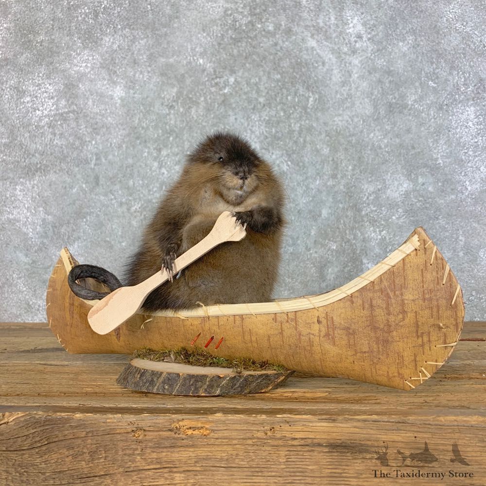 Canoeing Muskrat Novelty Mount #22600 @ The Taxidermy Store