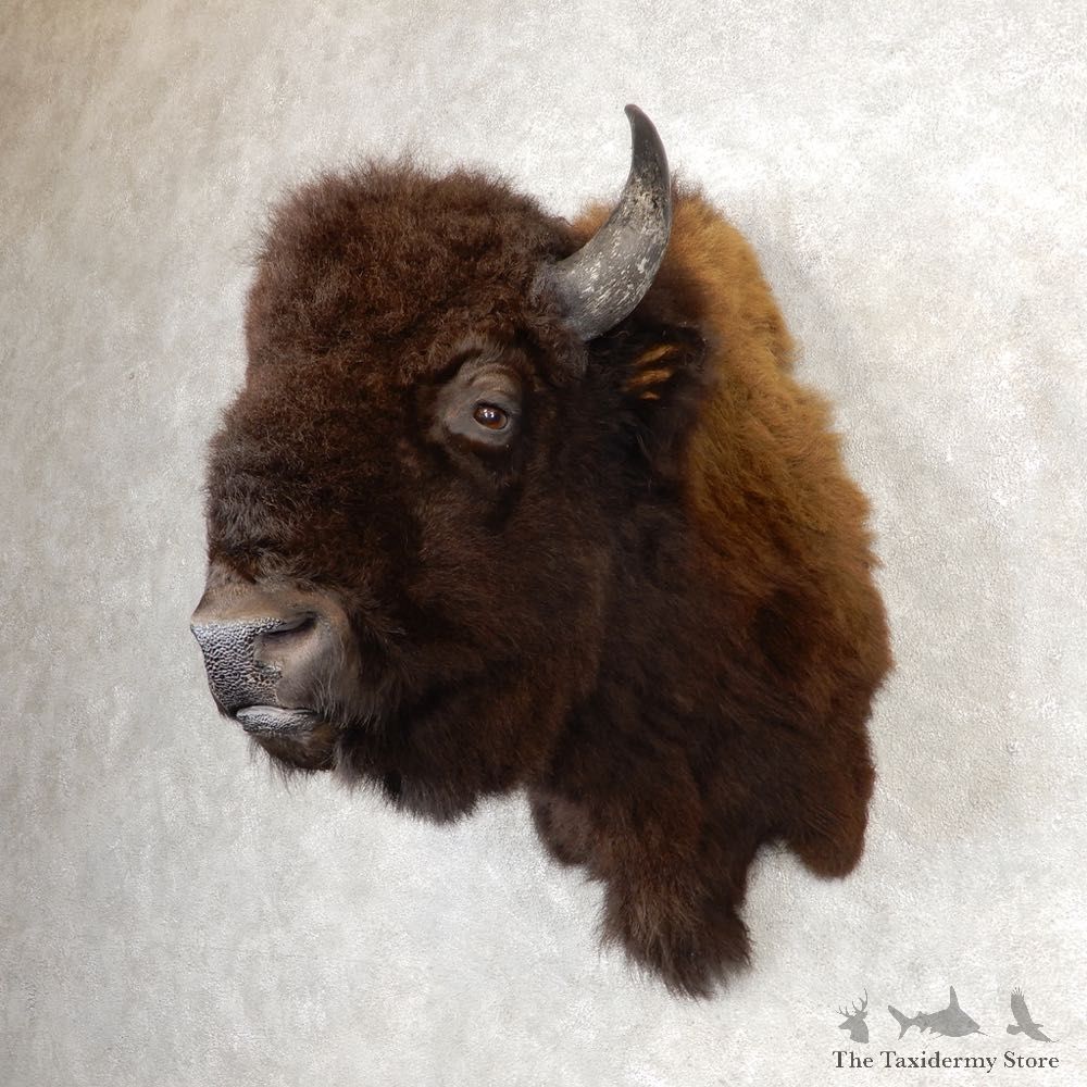 American Buffalo Shoulder Taxidermy Mount For Sale #21057 @ The Taxidermy Store