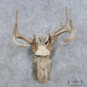 Whitetail Deer Antler Plaque Mount For Sale #14759 @ The Taxidermy Store