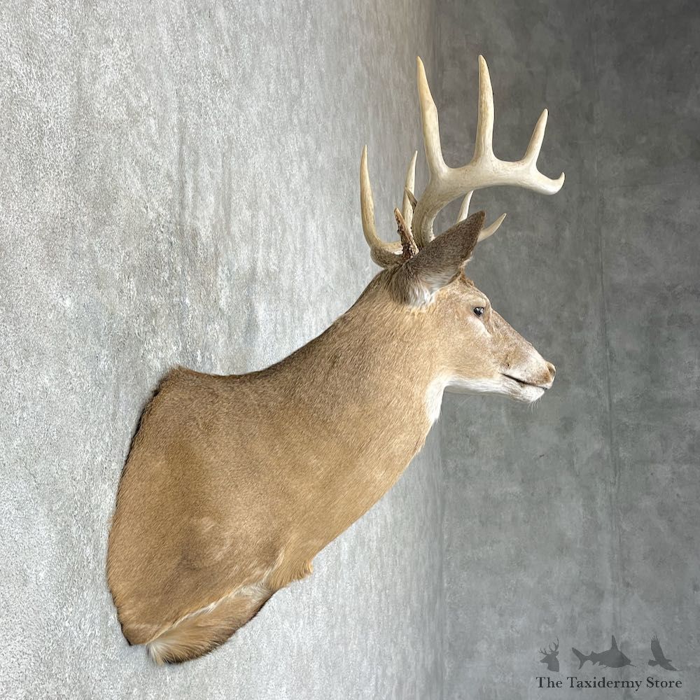 Whitetail Deer Shoulder Mount #25424 For Sale - The Taxidermy Store