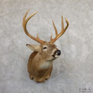 Whitetail Deer Shoulder Mount #19655 For Sale - The Taxidermy Store