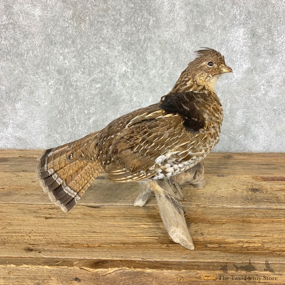 Ruffed Grouse Bird Mount For Sale #22327 @ The Taxidermy Store