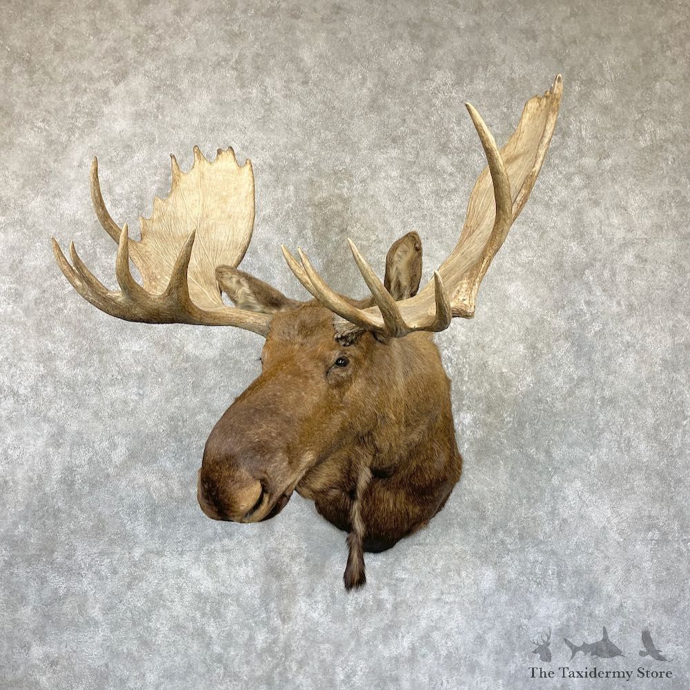 Alaskan Yukon Moose Shoulder Mount For Sale #26470 @ The Taxidermy Store