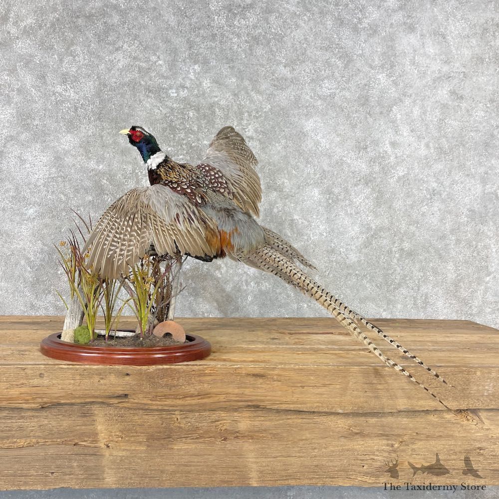 Ringneck Pheasant Bird Mount For Sale #26783 @ The Taxidermy Store