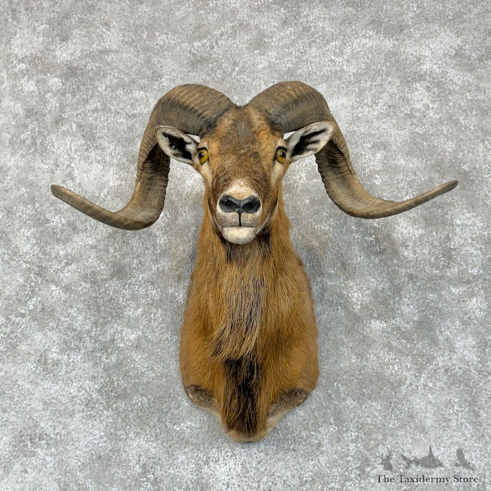 Corsican Ram Shoulder Mount For Sale #29569 @ The Taxidermy Store
