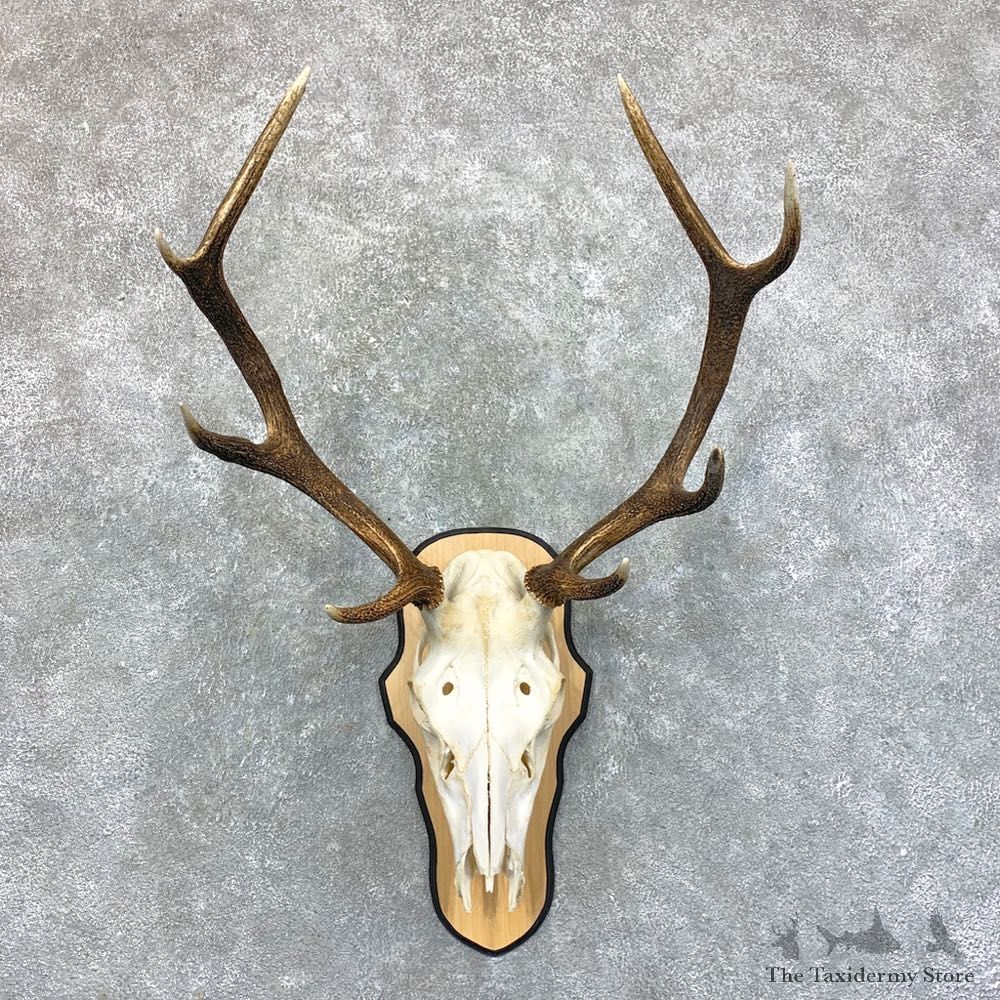 Rocky Mountain Elk Skull Mount For Sale #23583 @ The Taxidermy Store