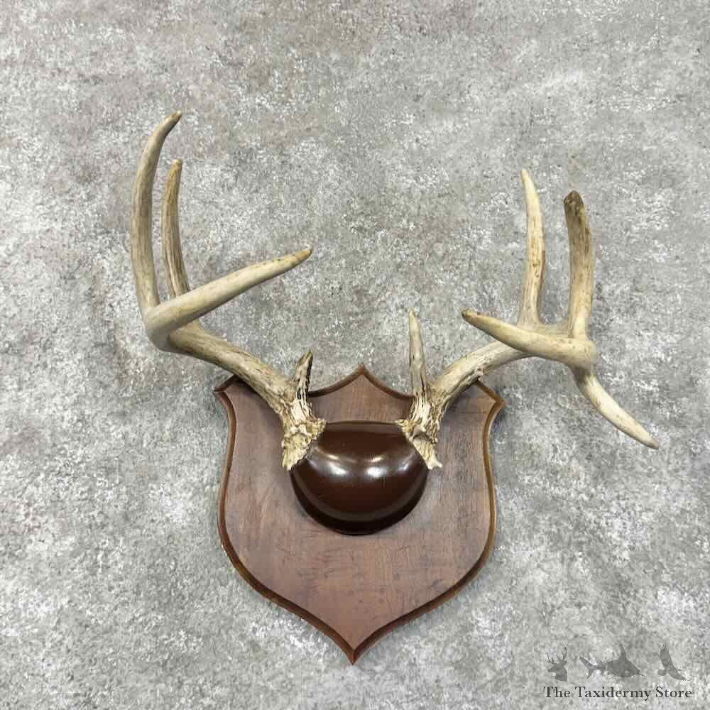 Whitetail Deer Antler Plaque Mount For Sale #30340 @ The Taxidermy Store