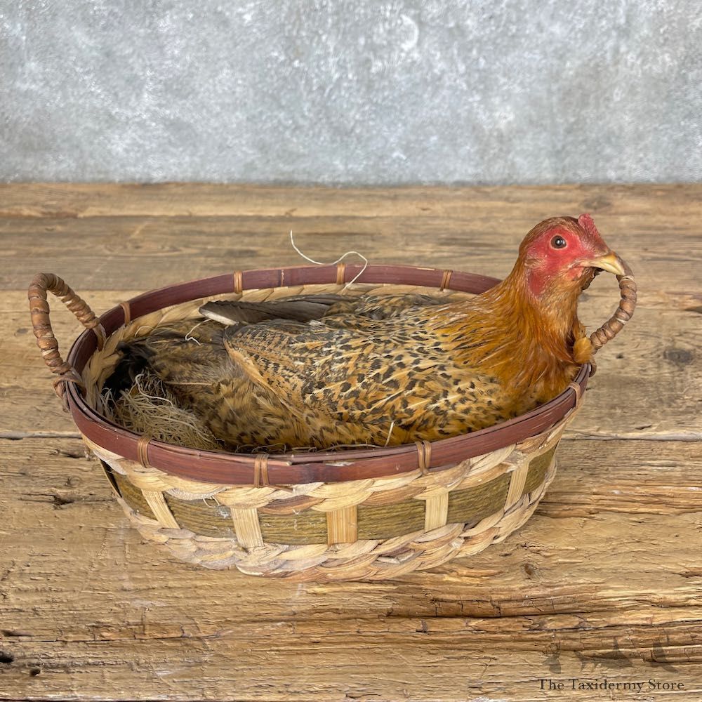 Domestic Chicken Hen Bird Mount For Sale #25229 @ The Taxidermy Store