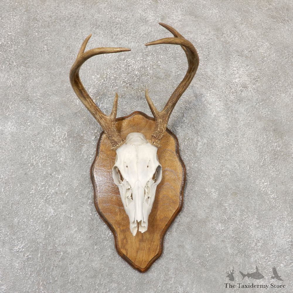 Whitetail Deer Skull European Mount For Sale #18957 @ The Taxidermy Store