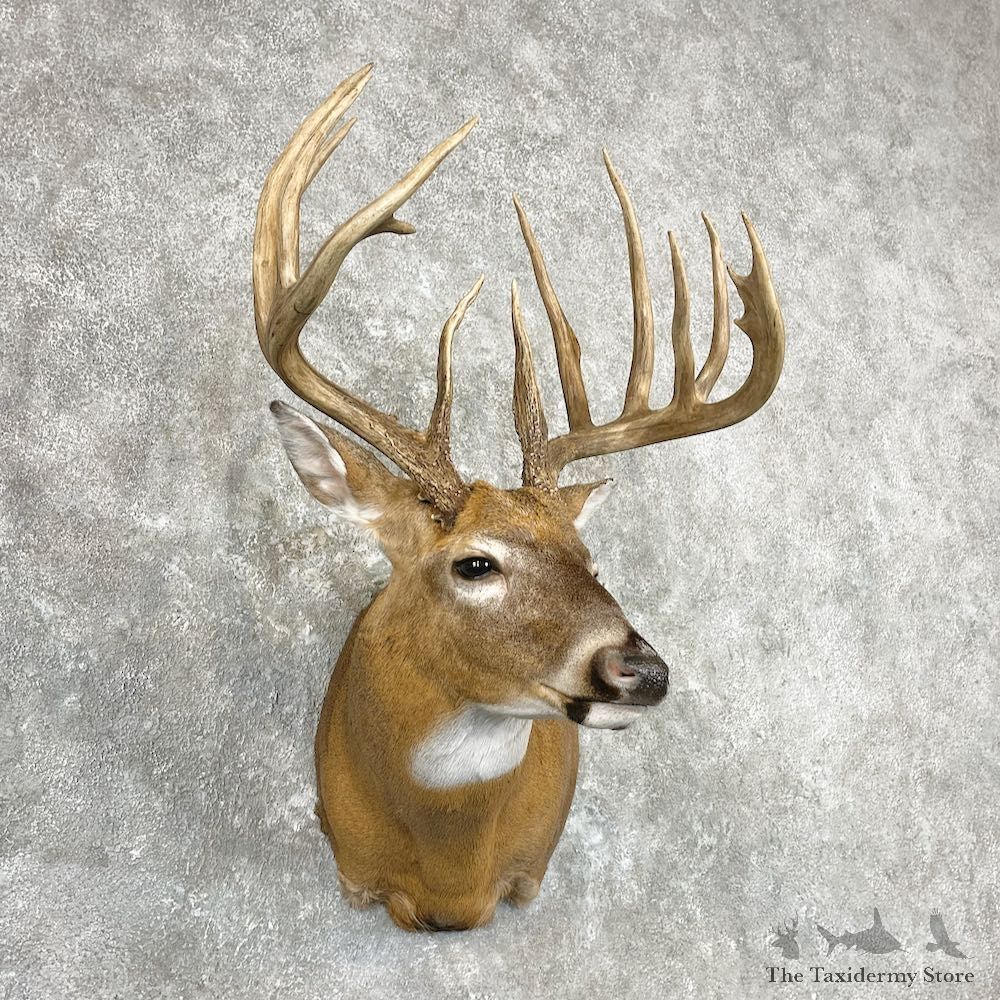 Whitetail Deer Shoulder Mount For Sale #26911 @ The Taxidermy Store